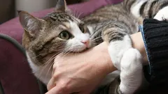 Questo colore in casa sta lentamente facendo impazzire i gatti: controlla la tua