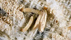 Un problema eterno: da dove viene la tarma dei vestiti negli armadi e come liberarsene facilmente?