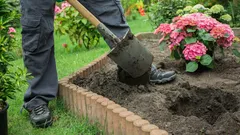 Pianta e dimentica: arbusti che sembrano più lussuosi delle rose senza cure costanti