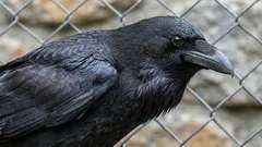 Sanno pianificare il futuro: un ornitologo racconta l’uccello con un’abilità unica