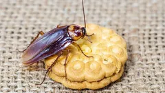 Una cucina pulita non garantisce la sicurezza: ecco dove si riproducono davvero gli scarafaggi