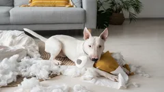 Forza senza limiti: queste 3 razze di cani non perdoneranno mai la debolezza del padrone