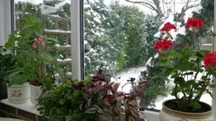 Come salvare le piante da interno dall’aria secca in inverno: una fiorista dà semplici consigli