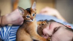 Sveglia pelosa su quattro zampe: perché i gatti svegliano continuamente i loro padroni al mattino