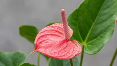 Gli esperti hanno indicato il posto ideale per lo spatifillo: fiorirà tutto l’anno