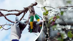 Potrebbero non sopravvivere: un giardiniere indica le piante che non vanno assolutamente potate in inverno