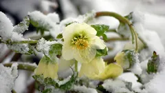 Le piante perenni più belle: fioriscono senza cure e abbelliscono il giardino fino alle gelate